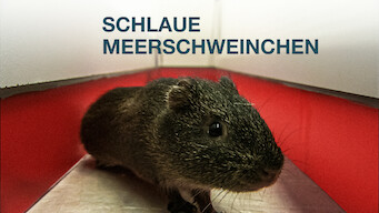 Schlaue Meerschweinchen (2013)